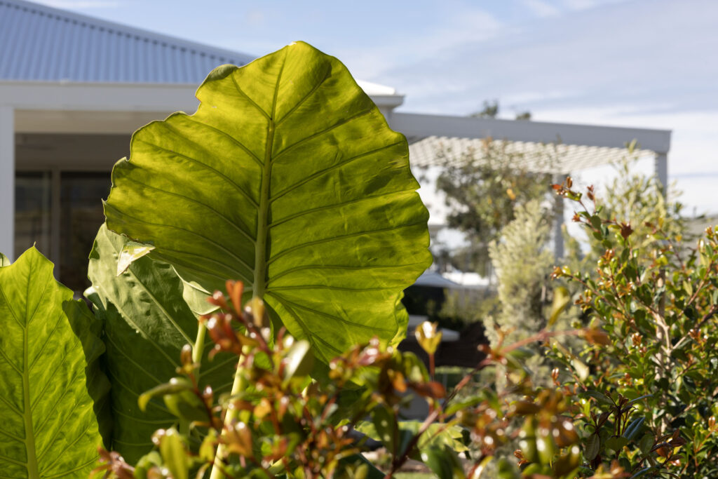 Commercial Domaine display home project in Cooranbong NSW consisting of decorative screening, turfing, retaining walls, steppers, fire pit space, concrete seating, planting and a pergola.