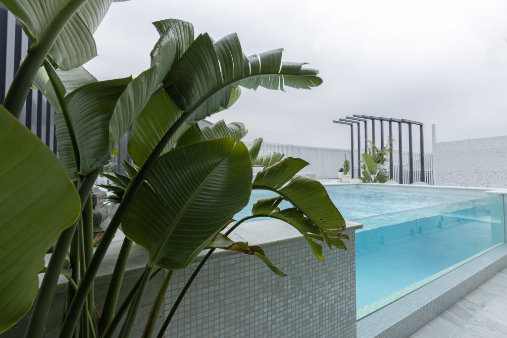 Completed pool surrounds landscaping project in Louth Park, including pool surround paving, decorative screening, glass pool fencing, and planting. 