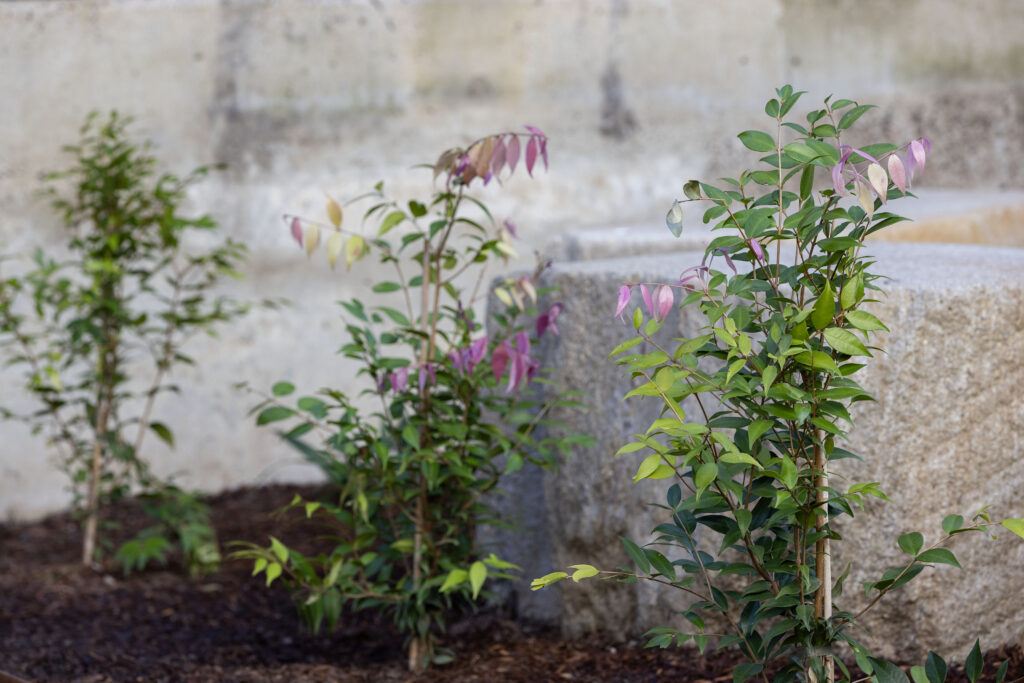 New native plantings with pink foliage growth in the John Hunter Hospital cultural connection space