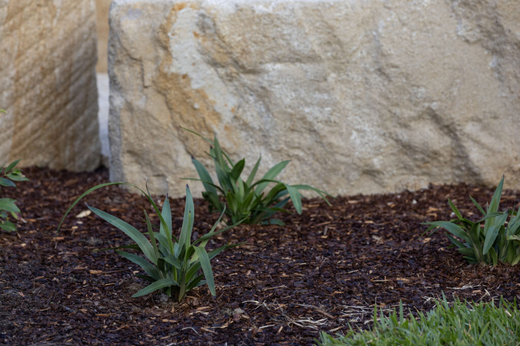 Native strappy-leaved plants beneath sandstone seating at John Hunter Hospital