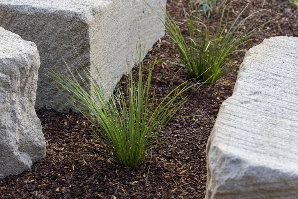 Native grasses planted between sandstone blocks at John Hunter Hospital
